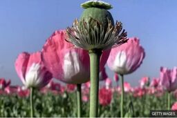 پروژه جدید دولت برای تولید مورفین در ایران