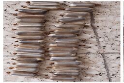 دستگیری مسافری با 30 بسته تریاک در معده