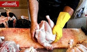 قیمت مرغ تازه در میادین شهرداری تهران
