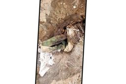 دندانپزشک معروف چرا پسرش را کشت؟