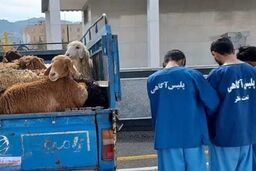 گوسفندان غیر مجاز در دام پلیس