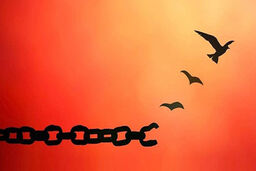 بخشش قاتل پای چوبه دار