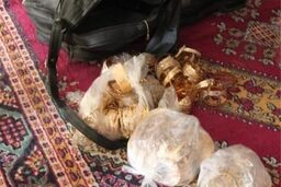 دستگیری دزد 7میلیاردی طلا