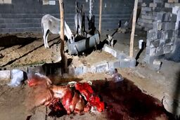 کشف ۱۰۰ کیلوگرم گوشت الاغ بسته‌بندی شده در یک واحد دامداری در ساوه
