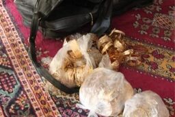 آرش ژاپنی: همدستان سابقم رو دست زدند و مرا لو دادند