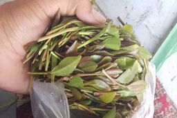 قات چیست و چه عوارضی دارد