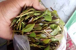 قات چیست و چه عوارضی دارد