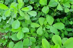 گیاهی که باورتان نمی‌شود ضد کلسترول و قند باشد