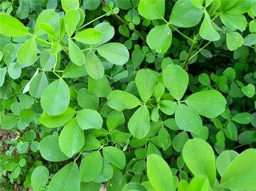 گیاهی که باورتان نمی‌شود ضد کلسترول و قند باشد