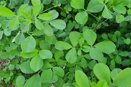 گیاهی که باورتان نمی‌شود ضد کلسترول و قند باشد