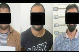 شیوه عجیب سارقان حرفه‌ای برای گوسفند‌دزدی