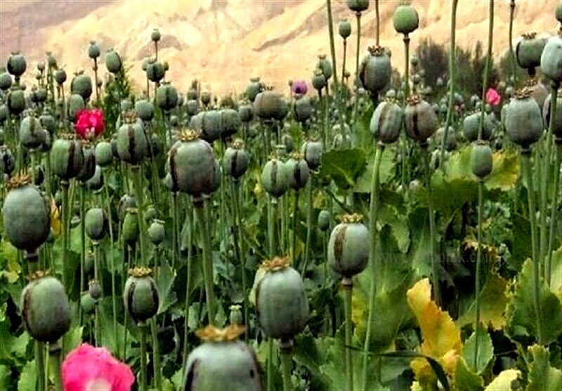 کشت خشخاش آزاد شد؟/ توضیحات دبیرکل ستاد مبارزه با موادمخدر