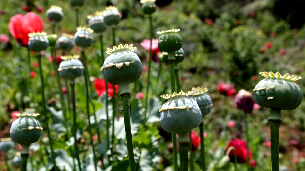 هشدار دادستانی درباره کشت خشخاش و شاهدانه